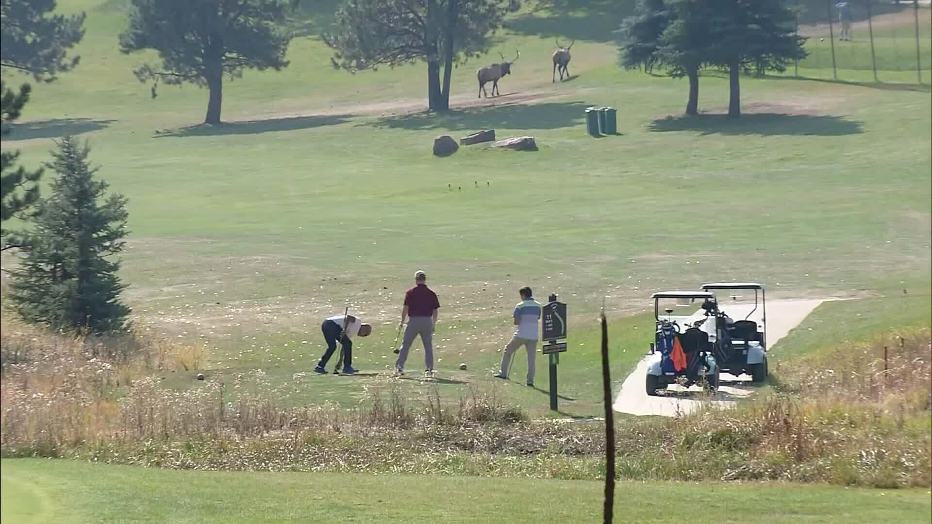 An angry elk gored a Colorado man finishing a round of golf over the weekend
